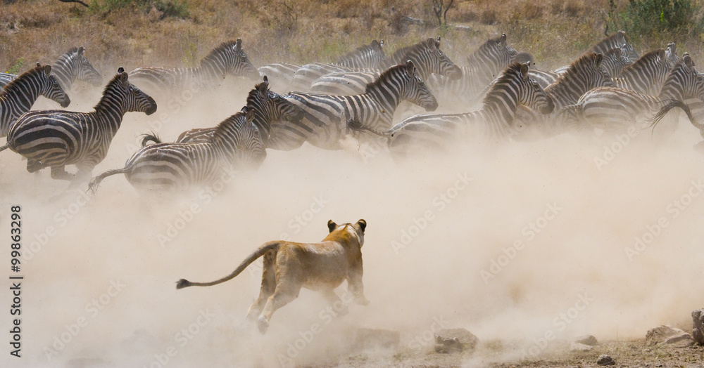 Obraz premium Lioness attack on a zebra. National Park. Kenya. Tanzania. Masai Mara. Serengeti. An excellent illustration.