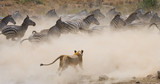 Lioness attack on a zebra. National Park. Kenya. Tanzania. Masai Mara. Serengeti. An excellent illustration.