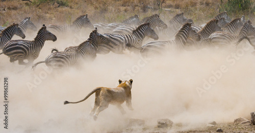 Lioness attack on a zebra. National Park. Kenya. Tanzania. Masai Mara. Serengeti. An excellent illustration.