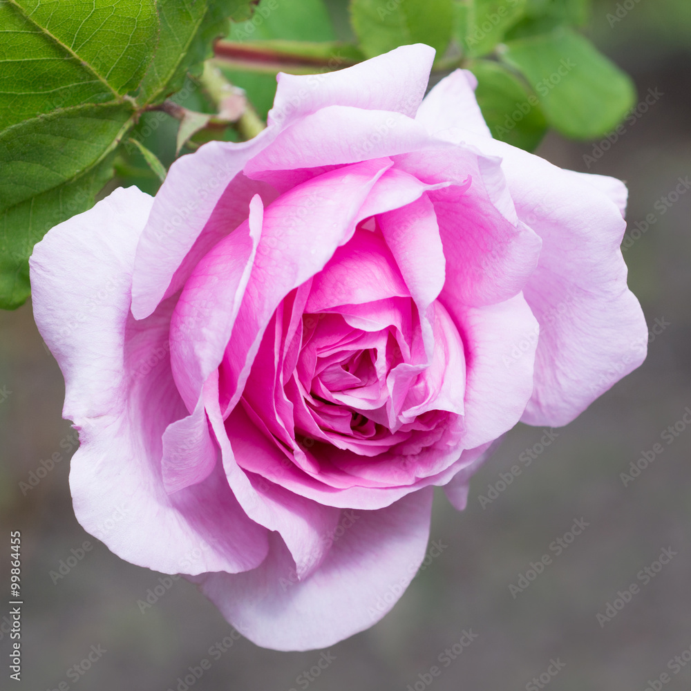 Pink rose flower close up Pink rose flower close up