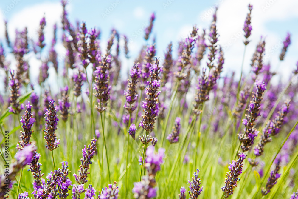 Lavender fields near Valensole in Provence, France.