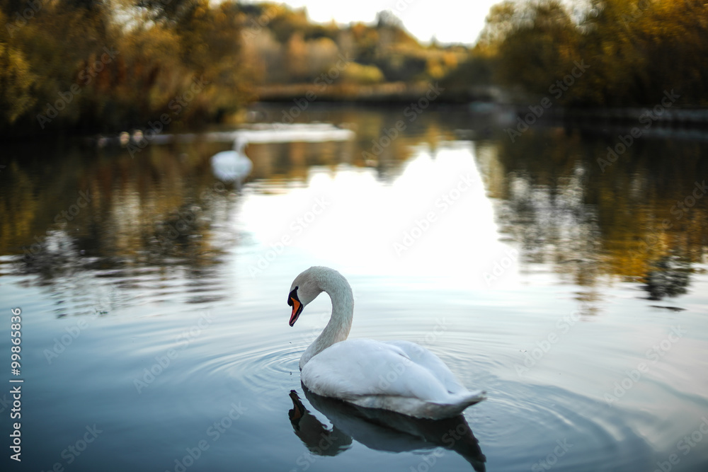 Obraz premium Swan Lake