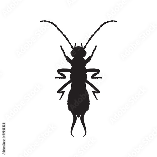 silhouette Forficula auricularia. Earwig silhouette. Sketch of Earwig. Earwig silhouette isolated on white background.  hand-drawn  Earwig silhouette. Vector  photo