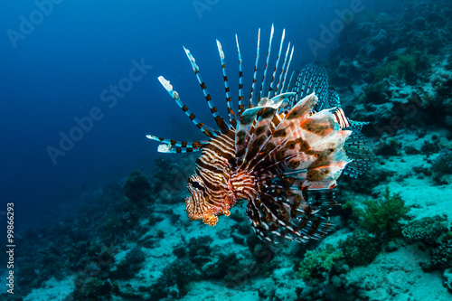 Lionfish