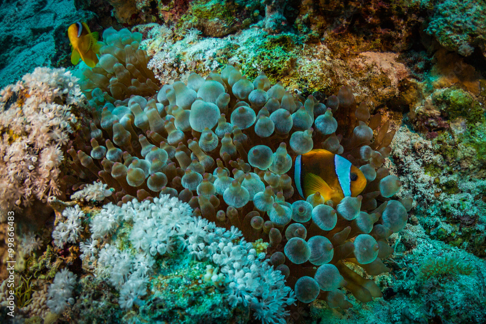 Obraz premium Anemonefish