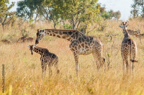 The giraffe licks a cub. Africa. Kenya.