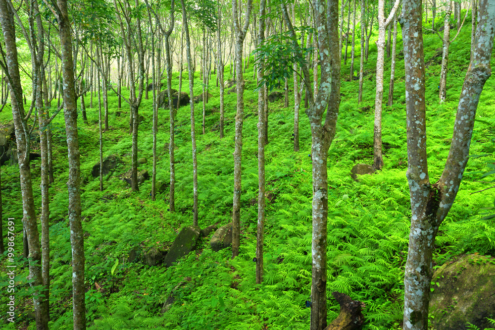 Fototapeta premium Trees green nature background. Latex rubber trees plantation in tropical forest