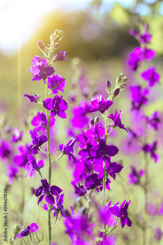 Obraz premium purple wild flowers