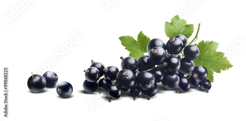 Black currant branch fresh isolated on white background