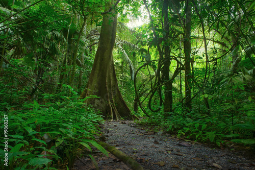 Fototapeta Naklejka Na Ścianę i Meble -  Jungle forest scenic background. Big trees and green plants of wild tropical nature