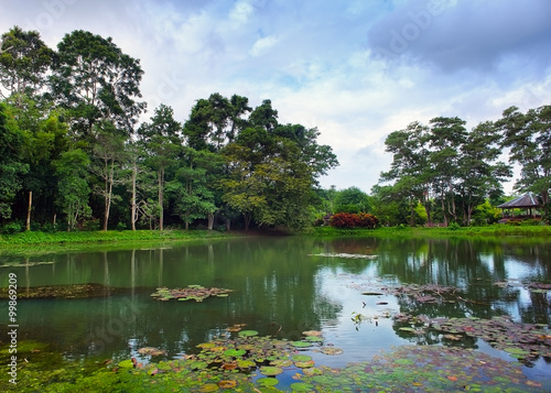 Natural background of pond with lilies and high trees around