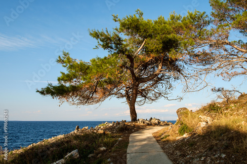 Losinj  Lussino  Croazia - lungomare  albero  sentiero