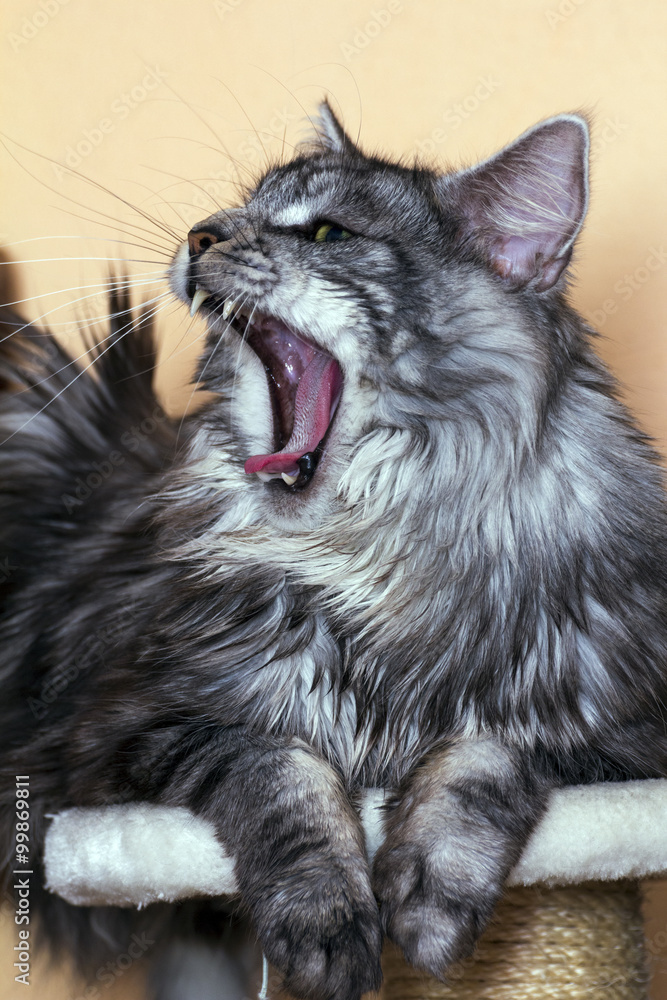 young tabby cat Maine Coon young tabby cat Maine Coon