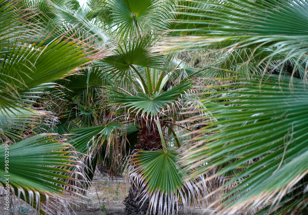 Small palm trees