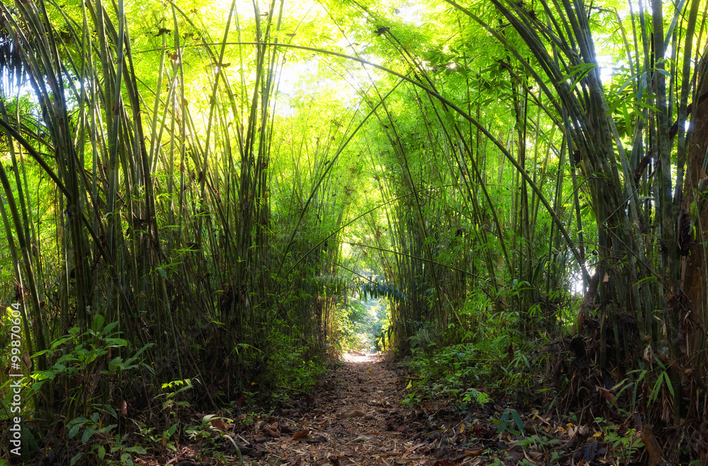 Fototapeta premium Bamboo Forest. Jungle