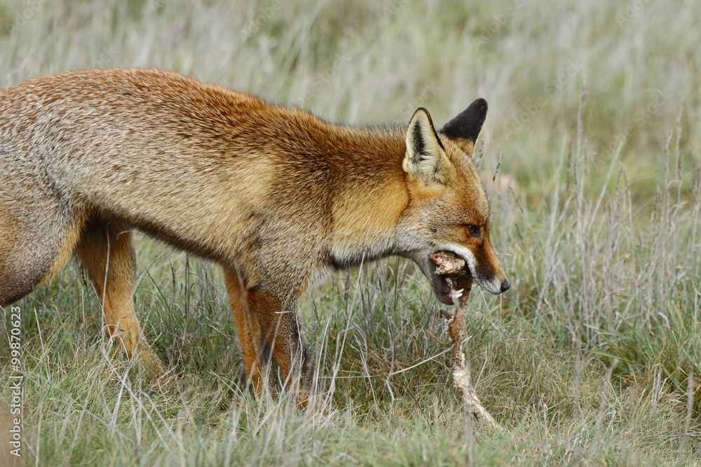 red fox (Vulpes vulpes), looking for food on the prairie