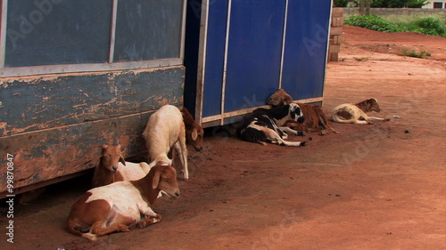 Goats in Adomorobe, a small village in Ghana. photo