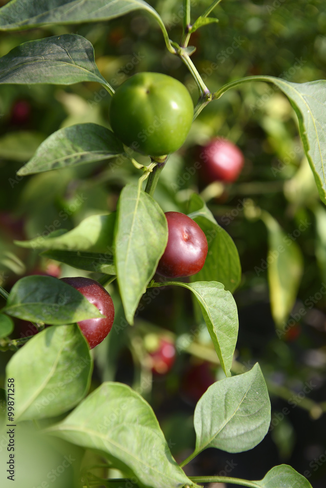 Cherry Bomb Hot Peppers