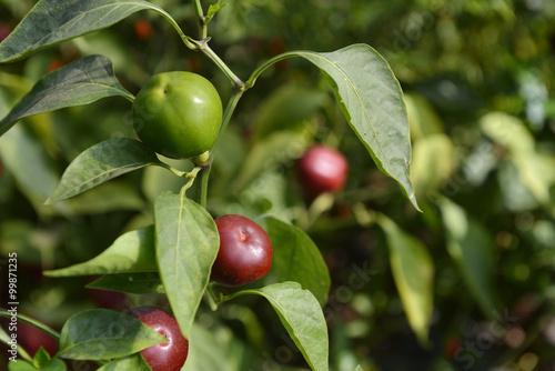 Cherry Bomb Hot Peppers