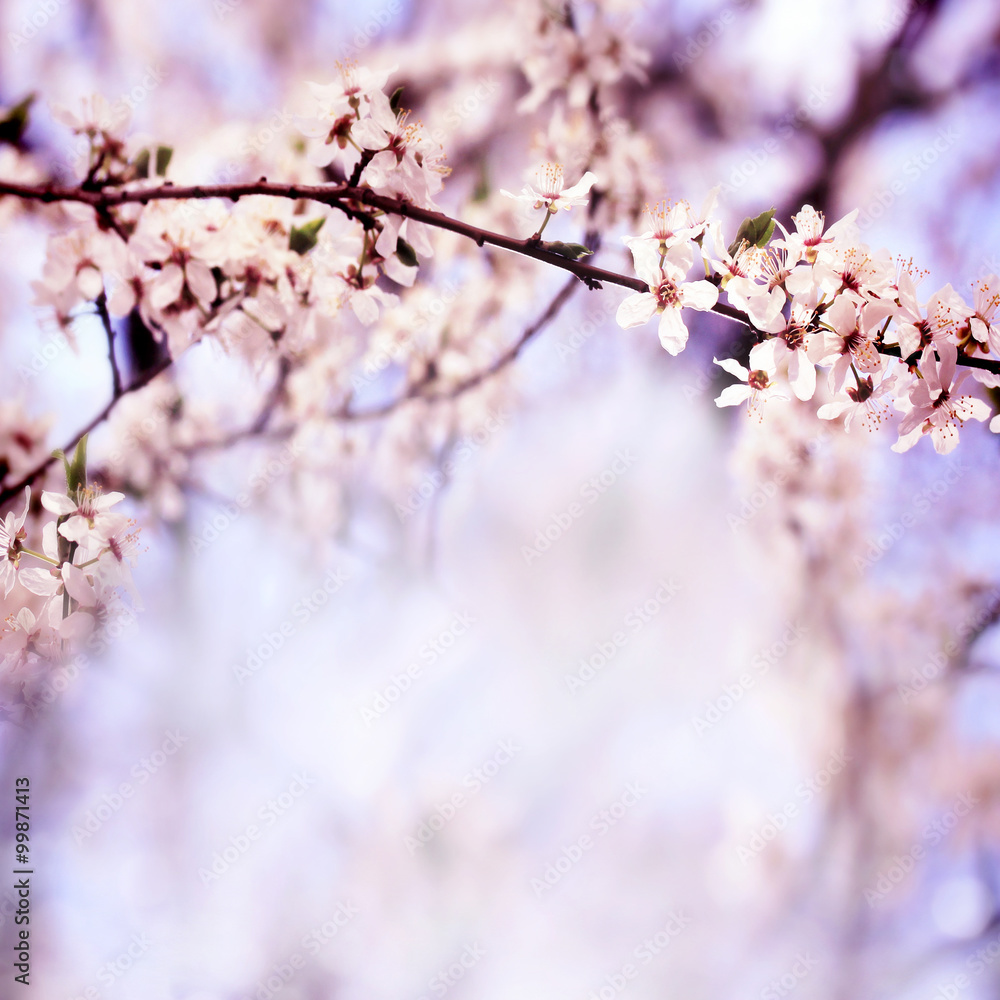 Sakura tree flowers background Sakura tree flowers background