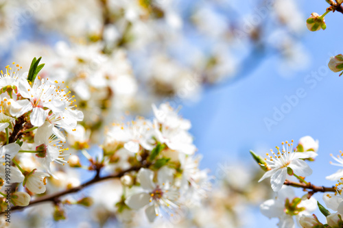 flowering tree