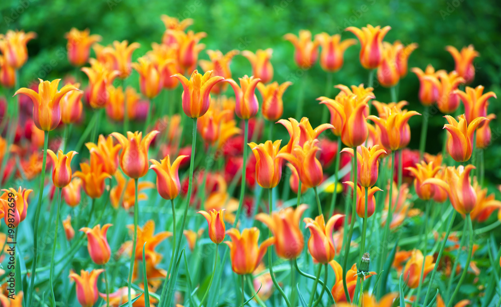 Decorative tulips blooming Decorative tulips blooming