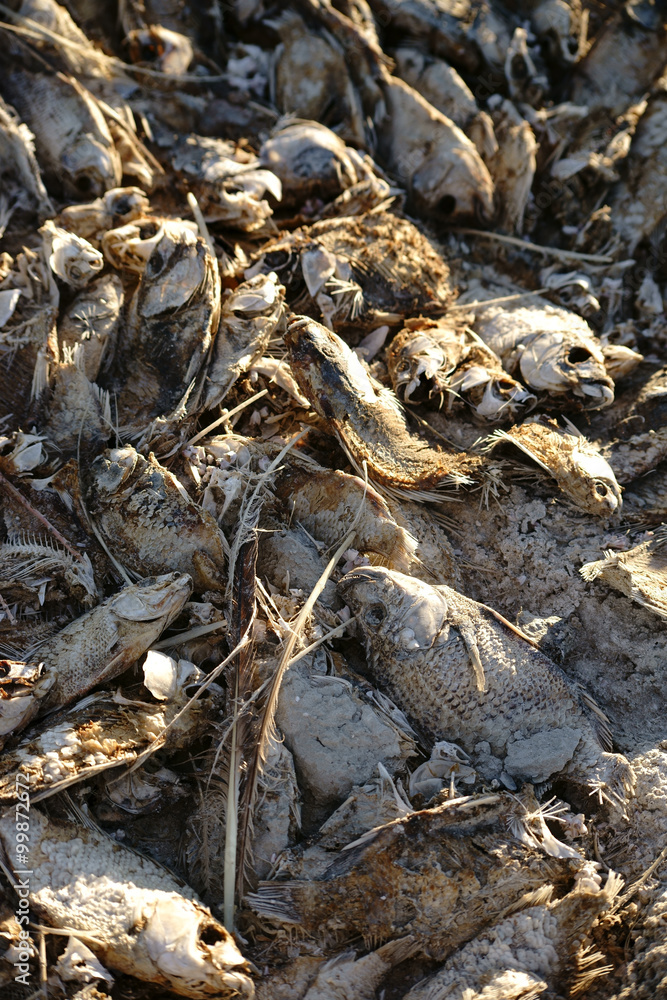 Fischsterben am Saltonsee / Die Nahaufnahme von toten Fischen am Salton Sea in Kalifornien aufgrund von Umweltverschmutzung und Überdüngung. Fischsterben am Saltonsee / Die Nahaufnahme von toten Fischen am Salton Sea in Kalifornien aufgrund von Umweltverschmutzung und Überdüngung.