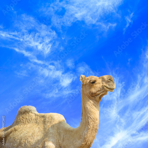 Beautiful camel and blue sky with clouds 