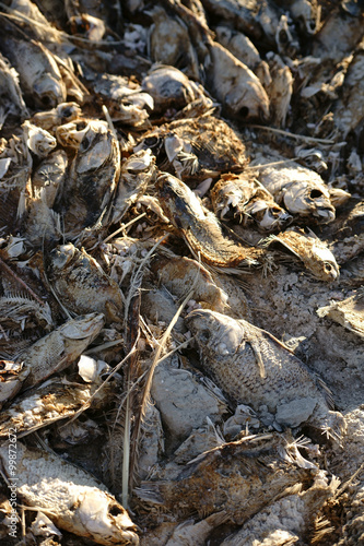 Fischsterben am Saltonsee / Die Nahaufnahme von toten Fischen am Salton Sea in Kalifornien aufgrund von Umweltverschmutzung und Überdüngung.