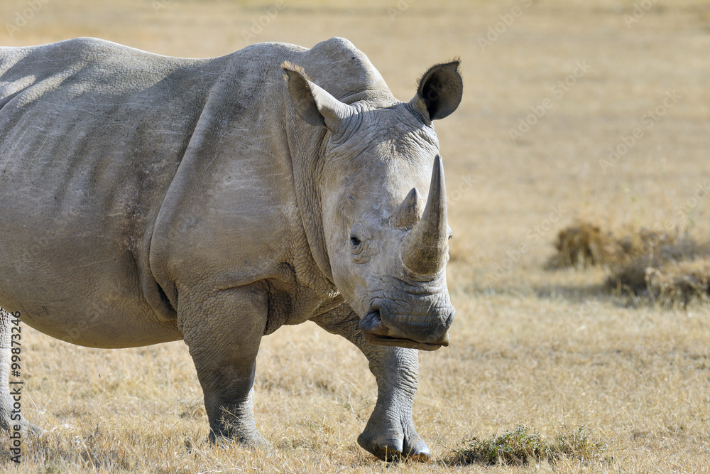 Naklejka premium African white rhino