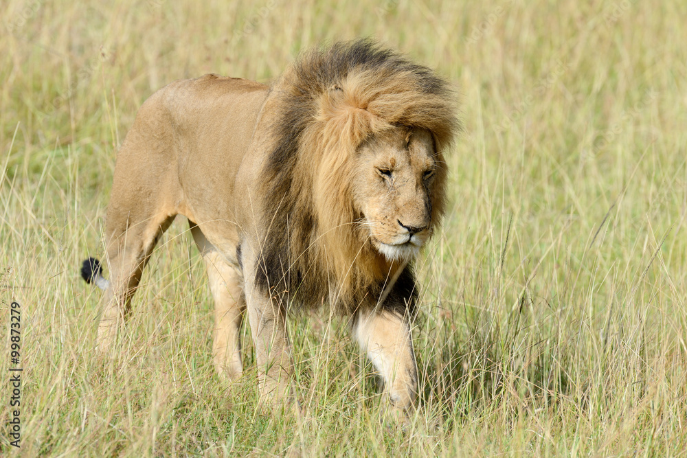 Close lion in National park of Kenya Close lion in National park of Kenya