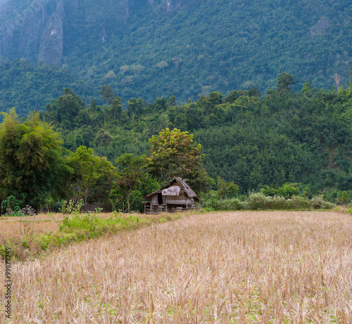 Panoramic view of rice field and green hills. Beautiful nature of rural Laos