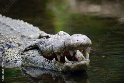 Crocodile in water. Kenya, Afrca photo