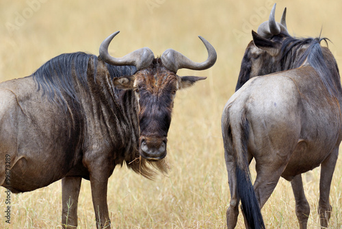 Wildebeest in National park of Kenya