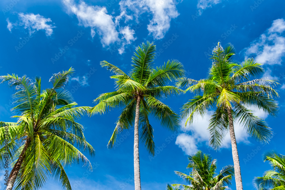 Palm trees natural background