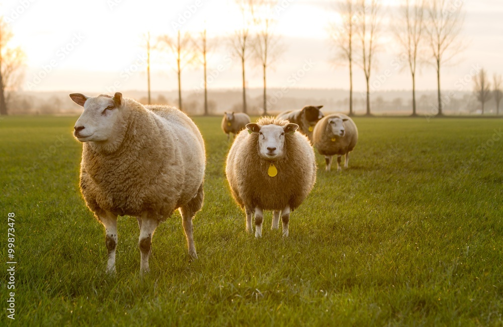 Fototapeta premium Sheep in the meadow at sunset. 