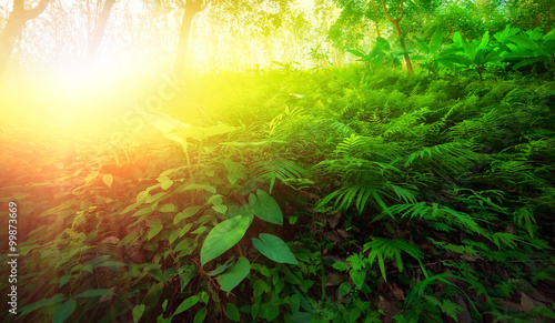 Warm yellow sunlight shines through leaves and tree branches inside in tropical forest. Beautiful green nature background