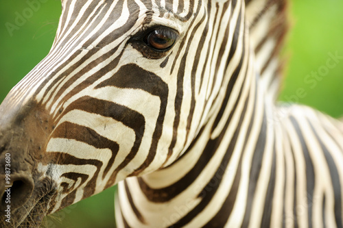 Fototapeta Naklejka Na Ścianę i Meble -  Close profile of a beautiful zebra