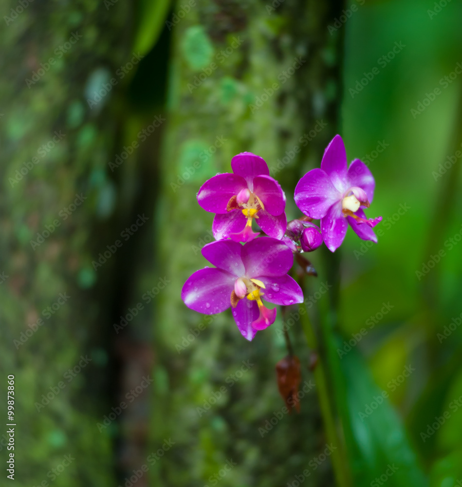 Branch of wild orchid blooming in rainforest Branch of wild orchid blooming in rainforest