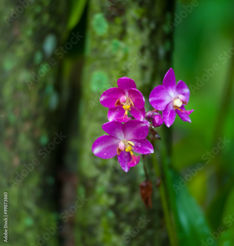 Branch of wild orchid blooming in rainforest