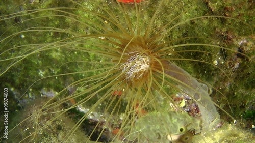 Coloured tube anemone (Cerianthus membranaceus) catches plankton organisms with its tentacles, medium shot.
 photo