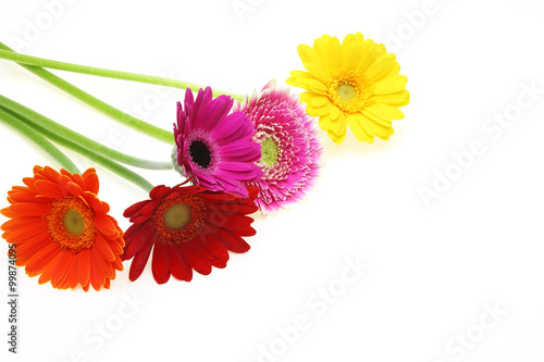 Fototapeta Naklejka Na Ścianę i Meble -  ガーベラ