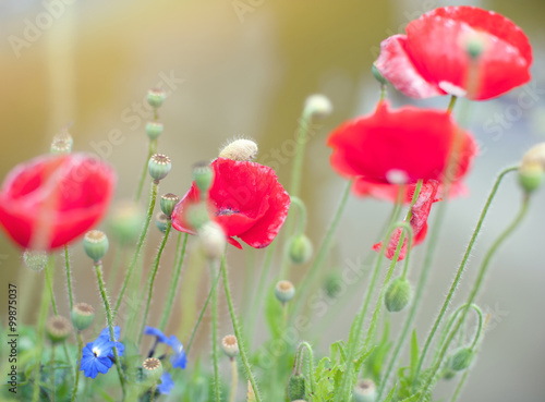 Poppies flowers on summer meadow. Soft focus nature background