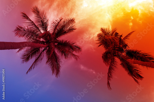 Palmtrees leaves silhouettes against colourful sunset sky