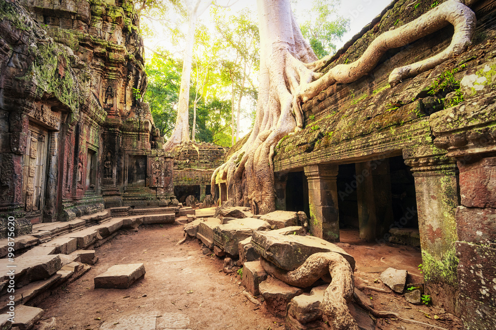 Fototapeta premium Angkor Wat Cambodia. Ta Prom Khmer ancient Buddhist temple in jungle forest. Famous landmark
