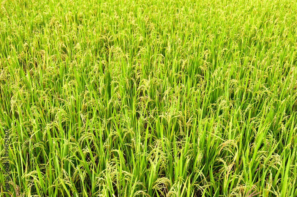 Fresh green leaves of young rice on agricultural field Fresh green leaves of young rice on agricultural field