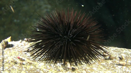  Black Sea Urchin (Arbacia lixula) on a rock, medium shot.
 photo