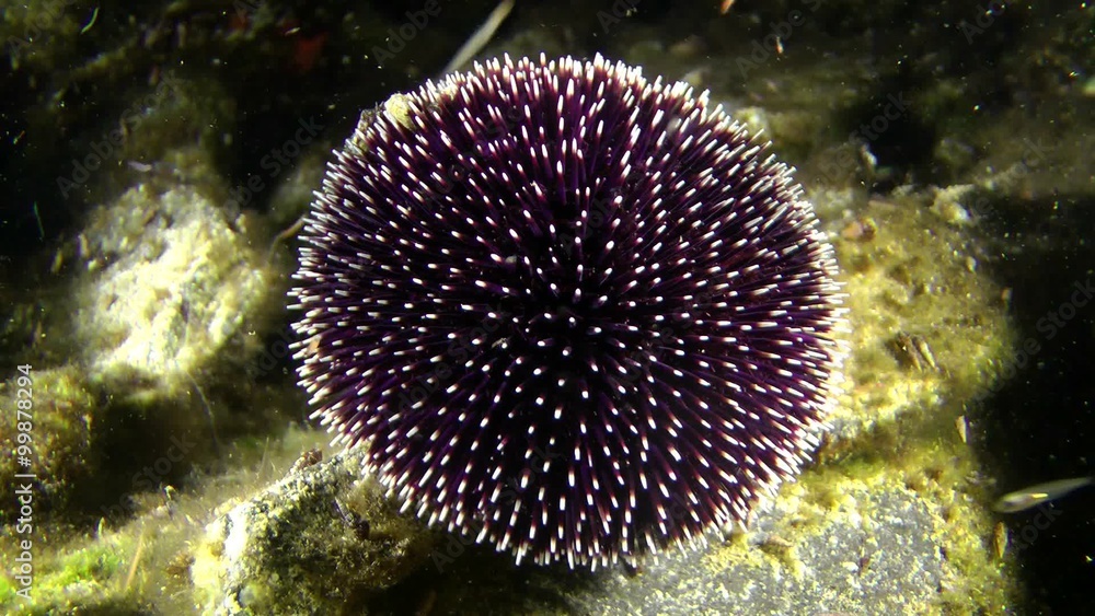 Purple sea urchin (Sphaerechinus granularis) on a rock, medium shot.
Purple sea urchin (Sphaerechinus granularis) on a rock, medium shot.