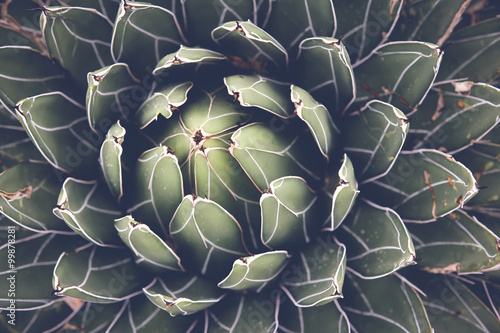 Close up of agave succulent plant, selective focus, toning