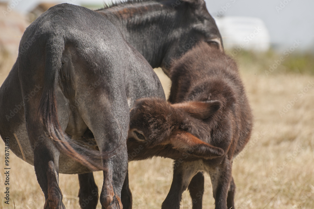 Fototapeta premium Donkey